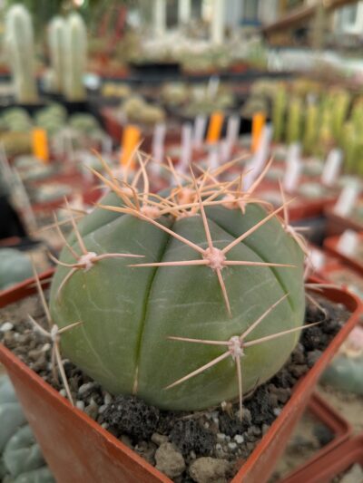 Gymnocalycium horstii