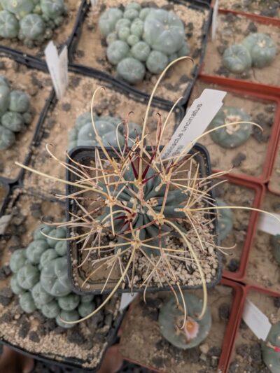 Glandulicactus uncinatus v. wrightii - Зображення 2
