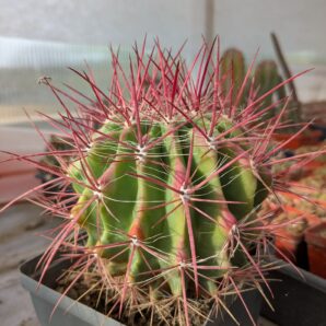Ferocactus pilosus