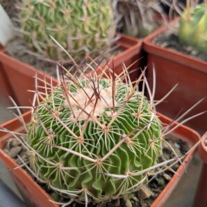 Stenocactus multicostatus 2005р.