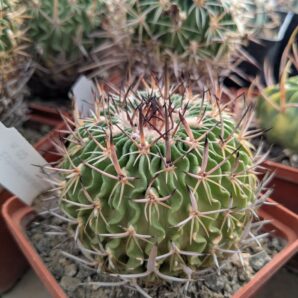 Stenocactus multicostatus 2002р