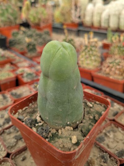 Echinopsis lageniformis f. monstruosa (Penis Cactus) - Зображення 2