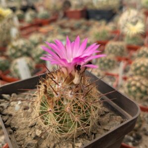 Coryphantha pusilliflora, Sra de la Paila MG 122.2