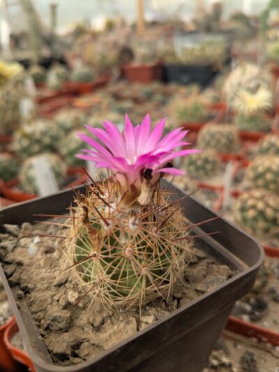 Coryphantha pusilliflora, Sra de la Paila MG 122.2