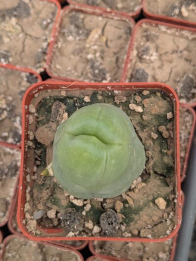 Echinopsis lageniformis f. monstruosa (Penis Cactus) - Зображення 3