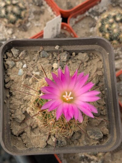 Coryphantha pusilliflora, Sra de la Paila MG 122.2 - Зображення 2