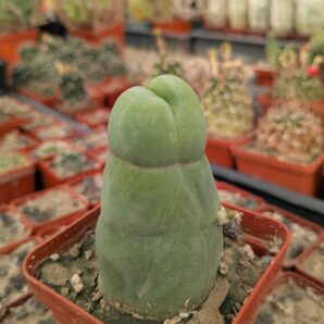 Echinopsis lageniformis f. monstruosa (Penis Cactus)