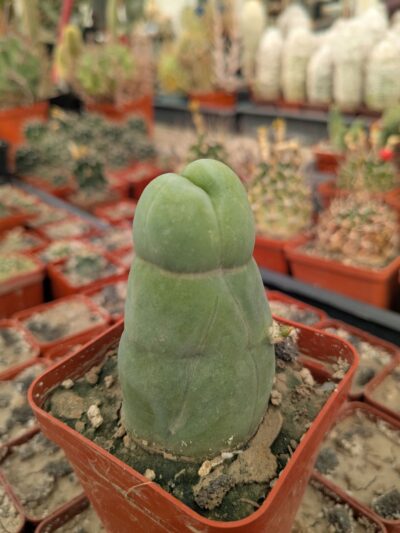 Echinopsis lageniformis f. monstruosa (Penis Cactus)