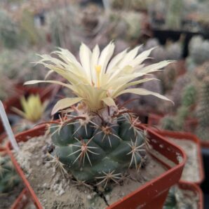 Coryphantha bumamma x pallida