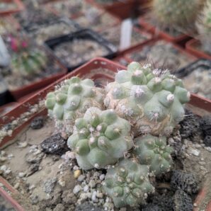 Copiapoa leonensis