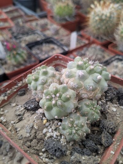 Copiapoa leonensis