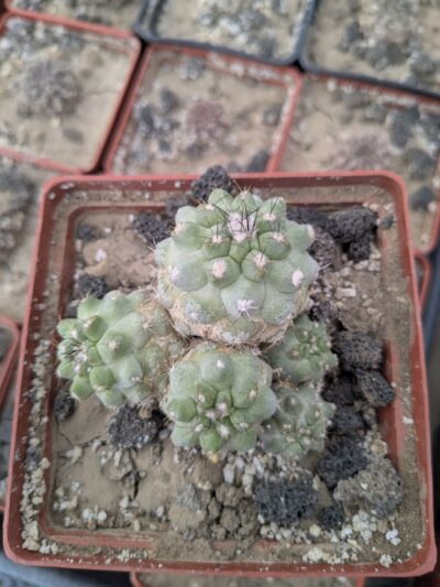 Copiapoa leonensis - Зображення 2