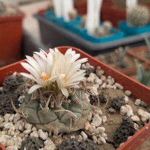 Turbinicarpus schwarzii