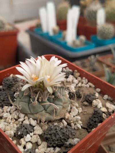 Turbinicarpus schwarzii