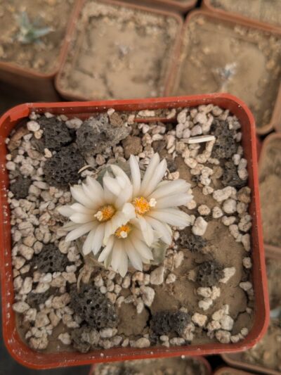 Turbinicarpus schwarzii - Зображення 2