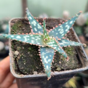 Aloe Peppermint