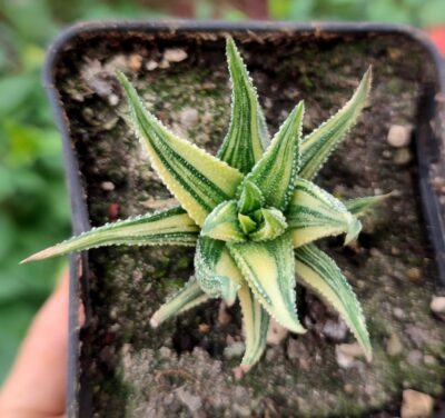 Haworthia radula variegated - Зображення 2