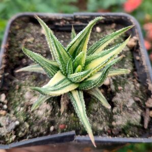 Haworthia radula variegated