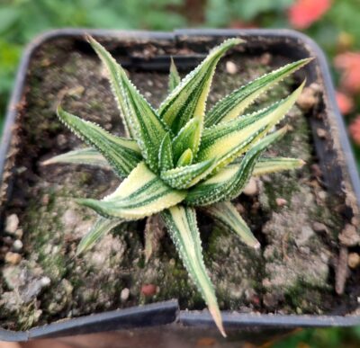 Haworthia radula variegated