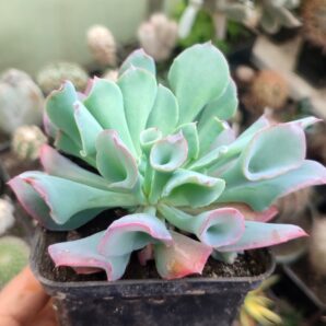 Echeveria trumpet pinky