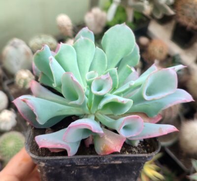 Echeveria trumpet pinky