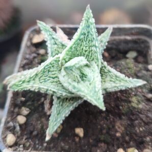 Aloe Coconut Flakes