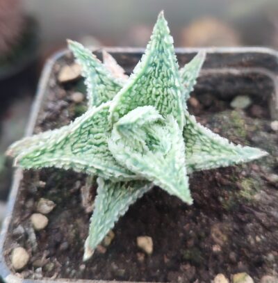 Aloe Coconut Flakes