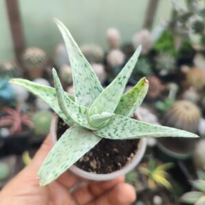 Aloe White Cloud