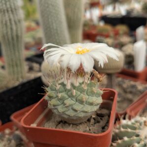 Strombocactus disciformis