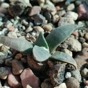 Ariocarpus retusus