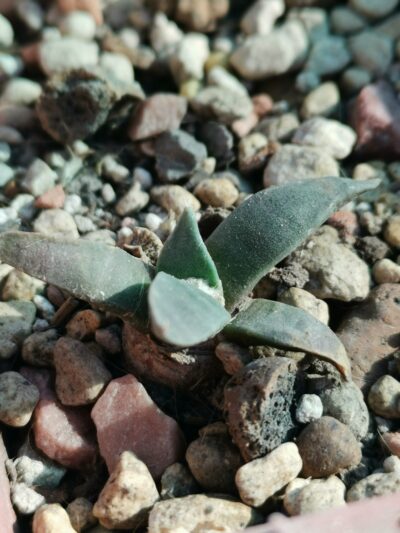 Ariocarpus retusus