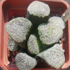 Haworthia Groenewaldii