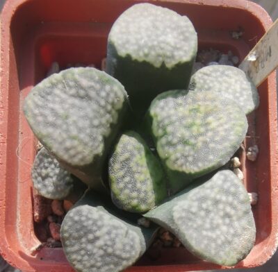 Haworthia Groenewaldii