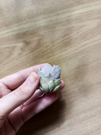 Зріз Echeveria Bella - Зображення 2