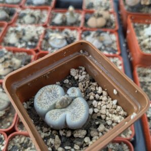 Lithops aucampiae