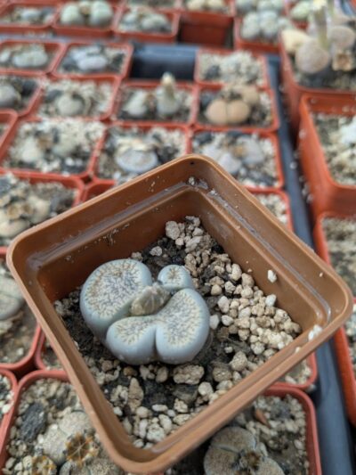 Lithops aucampiae