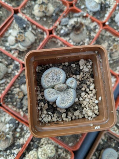 Lithops aucampiae - Зображення 2