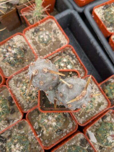Tephrocactus articulatus - Зображення 2