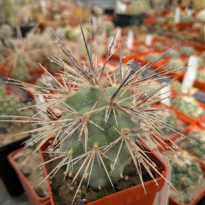 Tephrocactus alexanderi