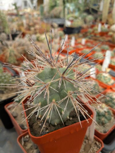 Tephrocactus alexanderi