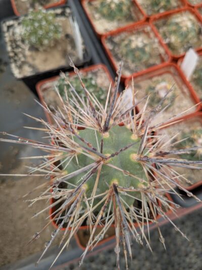 Tephrocactus alexanderi - Зображення 2