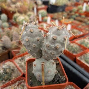 Tephrocactus articulatus