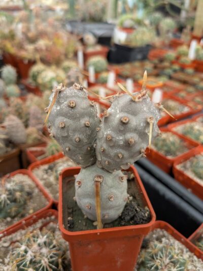 Tephrocactus articulatus