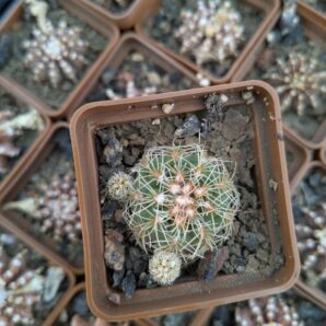 Gymnocalycium bruchii