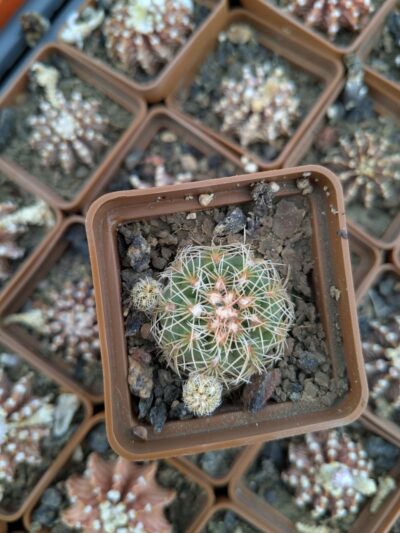 Gymnocalycium bruchii