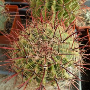 Ferocactus wislizeni Mesa garden