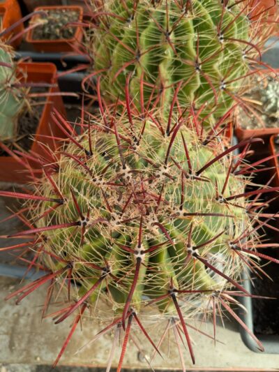 Ferocactus wislizeni Mesa garden