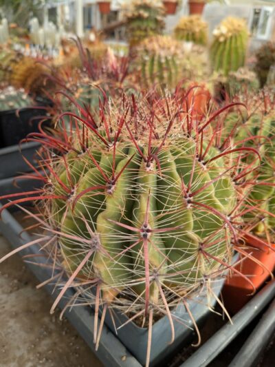 Ferocactus wislizeni Mesa garden - Зображення 3