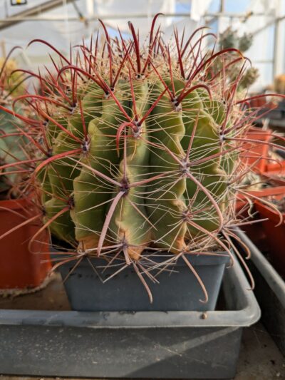 Ferocactus wislizeni Mesa garden - Зображення 2