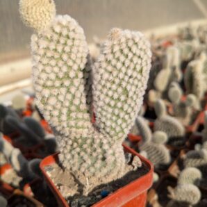 Opuntia microdasys albata